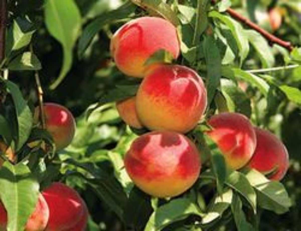 Что такое персик: как выглядит, где растет и как цветет