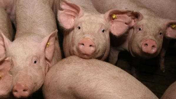Комбикорм для свиней: виды и приготовление в домашних условиях