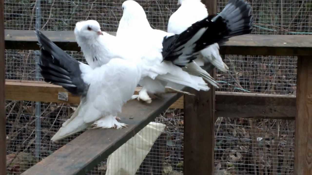 Статные голуби, голуби статные ростовские (фото и видео)