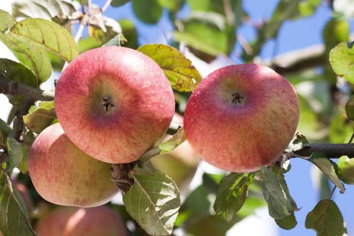 Разновидности яблонь китаек: красная, долго, керр, желтая, сливолистная и другие