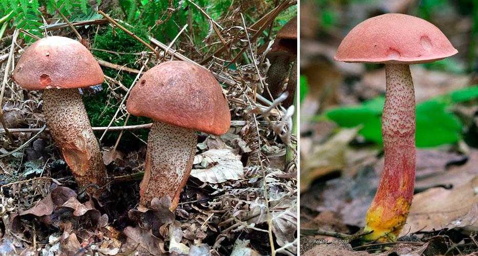 Строение гриба – от грибницы до шляпки – грибы собираем
