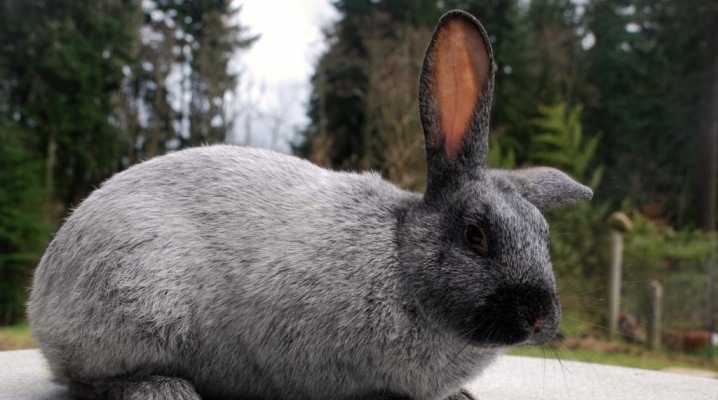 Кролики породы Фландр: описание + фото. Разведение и содержание в домашних условиях. На что ориентироваться при выборе кролика.