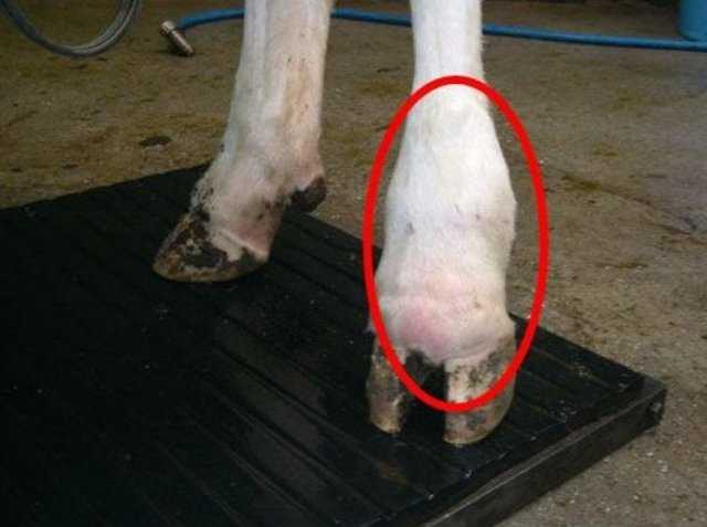 Копытная гниль у коров: лечение в домашних условиях