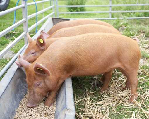 Способы определения веса свиньи