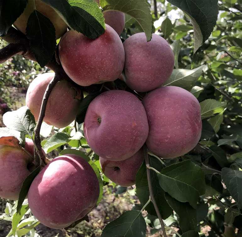 Описание сорта яблони флорина: фото яблок, важные характеристики, урожайность с дерева