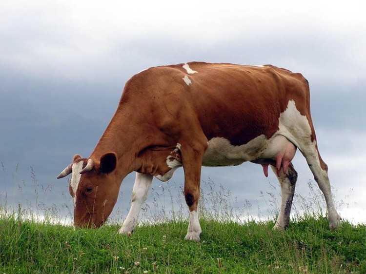 Абердин-ангусская порода коров: описание, продуктивные характеристики, особенности содержания и ухода