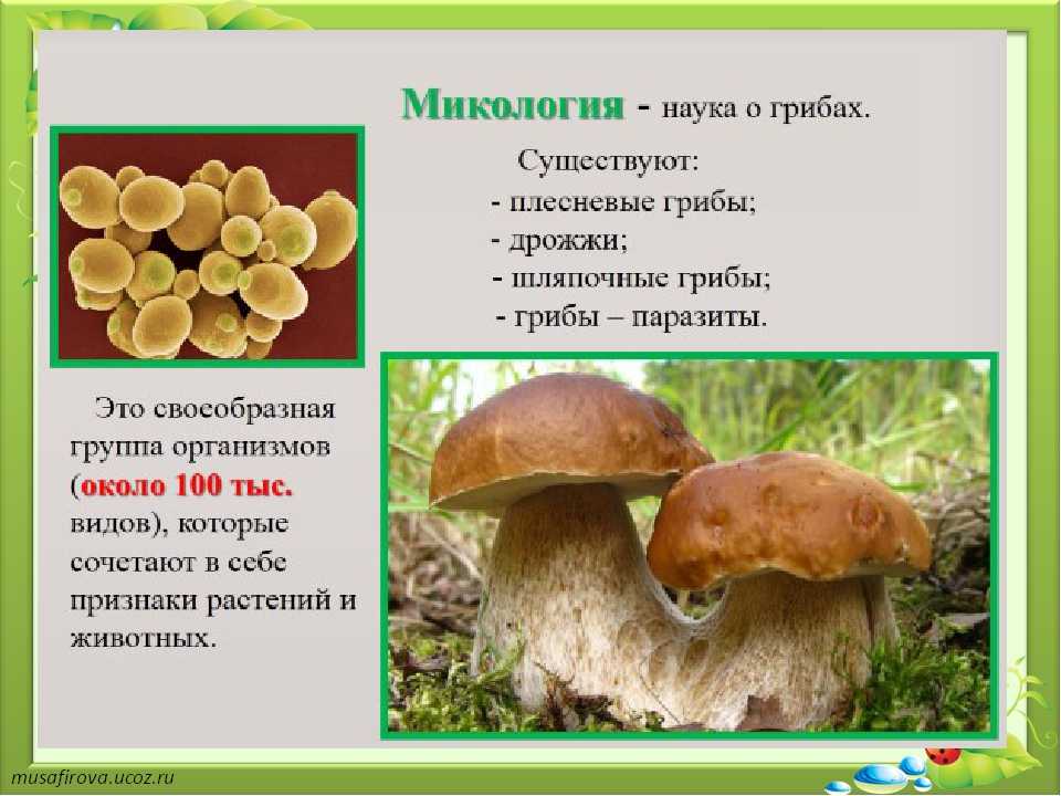 Наука которая изучает грибы. Микология изучает грибы. Микология это наука. Микология это в биологии. Шляпочные грибы плесневые грибы грибы-паразиты.