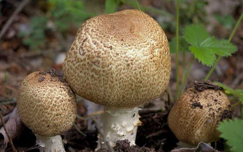 Шампиньон желтокожий: описание и сходные виды ядовитого гриба