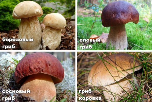 Выращивание белых грибов: особенности и перспективы развития