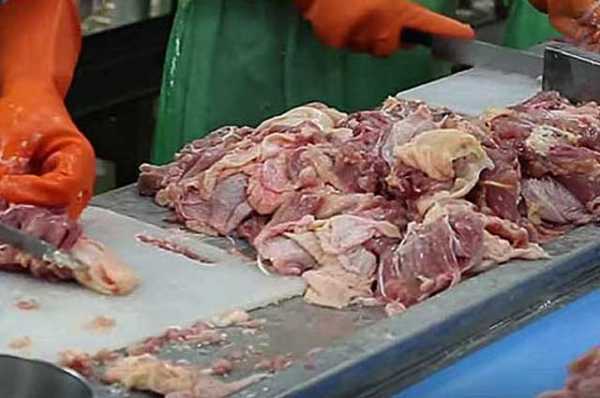 Выход мяса крс от живого веса: таблица
