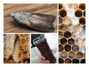 Обработка и хранение пчелиных сотов