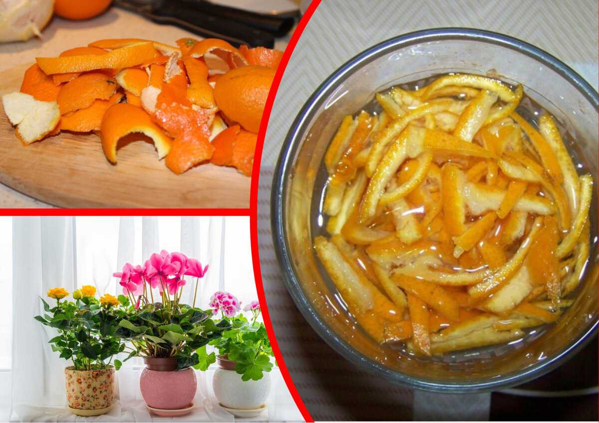 Необычные способы применения мандариновой кожуры в домашних условиях. мандариновые корки