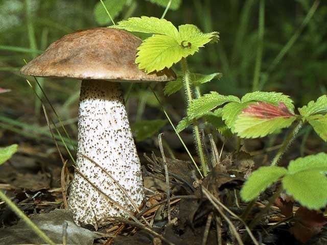 Как выглядят подосиновики, где растут эти грибы, когда собирать