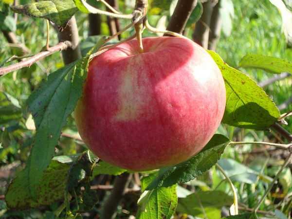Яблоня мельба: описание сорта, фото, отзывы садоводов