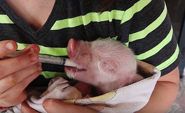 Кормление свиней. как правильно кормить поросят и свиней. откорм свиней – как составить рацион