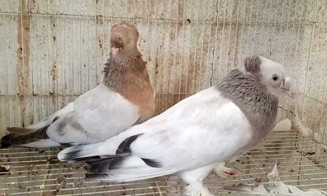 Особенности узбекских двухчубых голубей - мыдачники