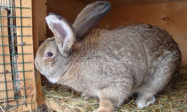 Кролики ризен (26 фото): описание немецкой породы, различие с фландером, характеристика животных с окрасом голд, белый и голден