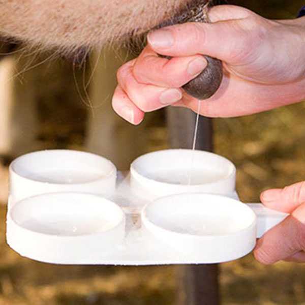 Мастит у коровы - симптомы, диагностика, профилактика и лечение