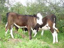 Описание и характеристики ярославской породы коров