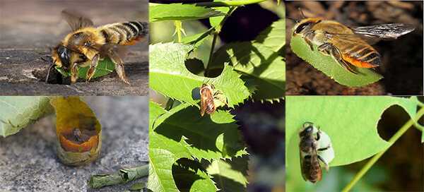 Африканизированные пчелы-убийцы - самые опасные в мире