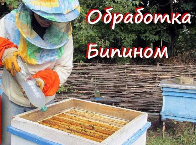 Обработка пчел от клеща: эффективные препараты и методы