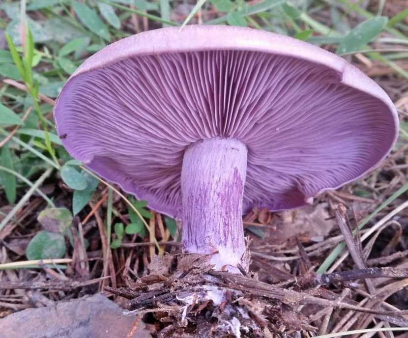 Рядовка осиновая или лиственная (tricholoma frondosae): фото и описание гриба