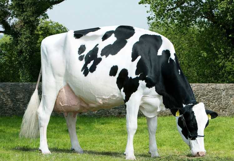 Описание и характеристика голштинской породы коров: содержание и уход, плюсы и минусы крс