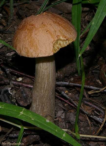 Что можно сделать с червивыми белыми грибами. можно ли без опаски есть червивые грибы. как избавиться от червей в грибах