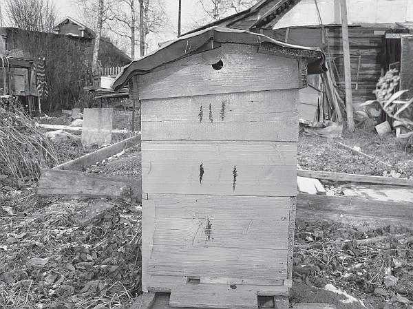 Ульи «нижегородец»: особенности ульев из ппу, преимущества и недостатки конструкций нижегородских пчеловодов