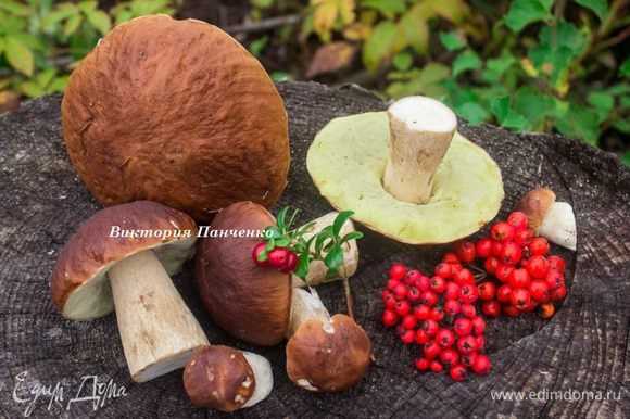 Как приготовить грибной соус из белых грибов: рецепты с фото, как сделать из боровиков