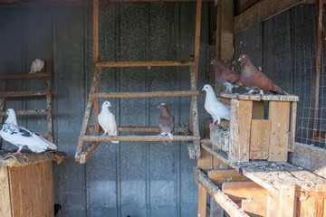 Андижанские голуби и их особенности