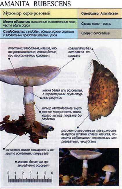 Поплавок серый (мухомор влагалищный, amanitavaginata): как выглядит, где и как растет, съедобный или нет
