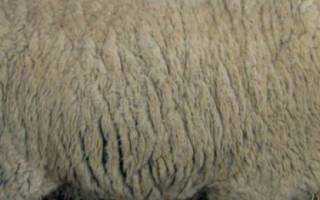 Катумские овцы: описание породы и особенности содержания