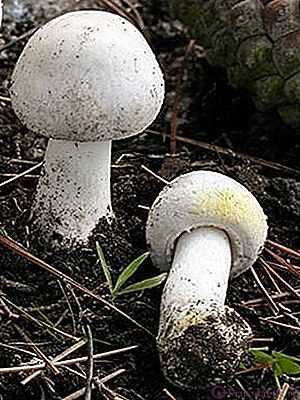 Съедобные или ядовитые грибы-зонтики: разновидности и описание