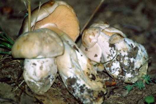 Энтолома яркоокрашенная (розовопластинник яркоокрашенный, entoloma euchroum): как выглядят грибы, где и как растут, съедобны или нет