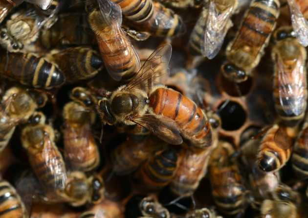 Причины роения пчел и способы предупреждения (видео)