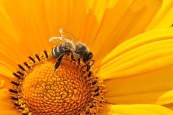 Пчелиный подмор от простатита: как приготовить и принимать