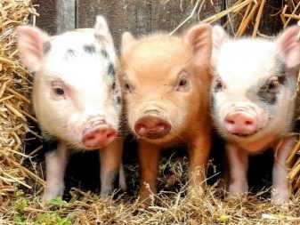Разведение свиней в домашних условиях, особенности и преимущества | cельхозпортал