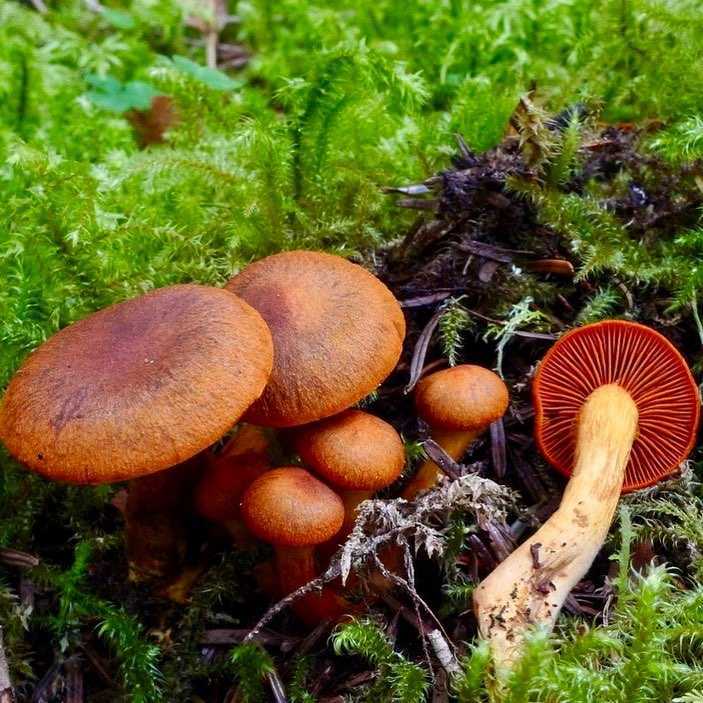 Паутинник кровяно-красноватый (cortinarius semisanguineus) –  грибы сибири