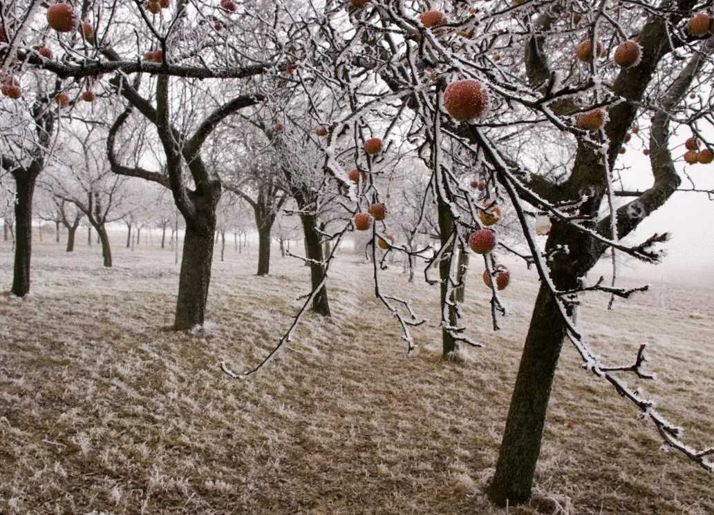 Нужно ли укрывать яблоню на зиму в сибири и как это правильно делать