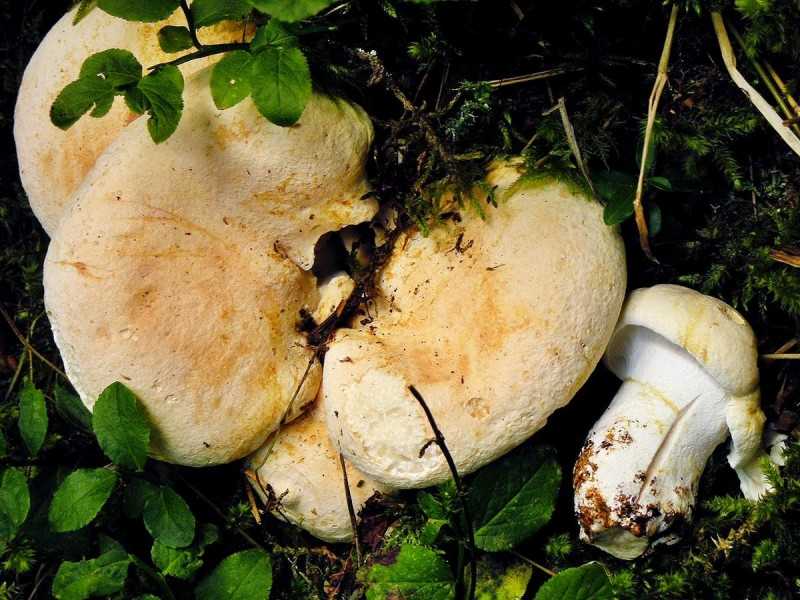 Альбатреллус сирени: где растет, как выглядит гриб, сбор и употребление