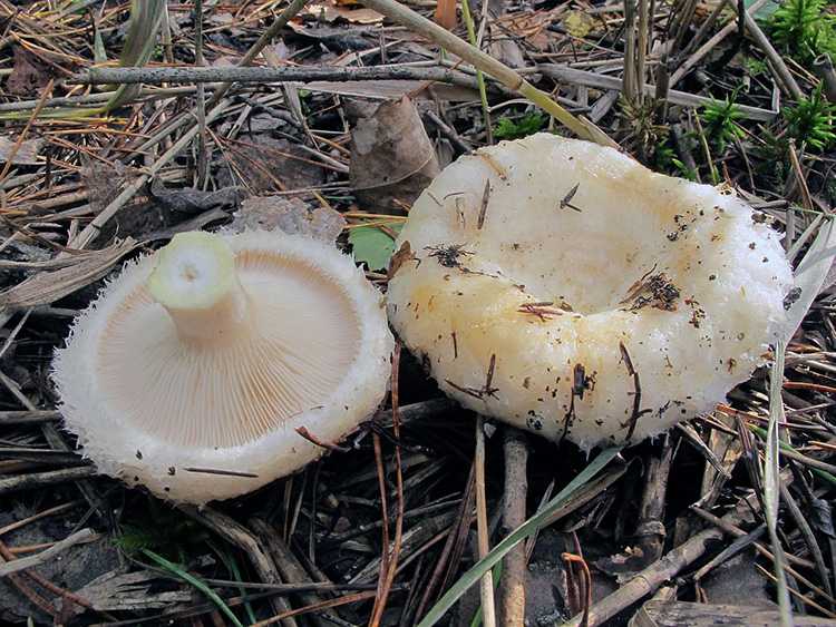Подгруздок белый – фото и описание съедобного гриба, где растет, как выглядит, ложные грибы