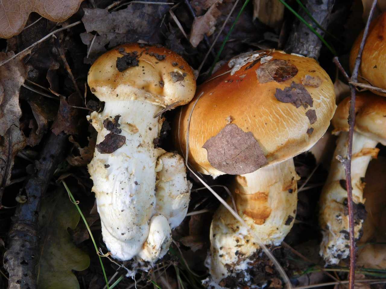 Места распространения паутинника желтого: описание гриба, фото