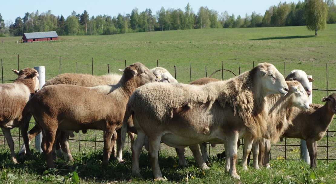 Катумские овцы: описание породы, уход, продуктивность, кормление и размножение