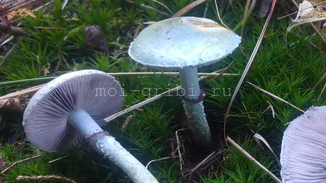 Строфария горнеманна (хорнеманна, stropharia hornemannii): как выглядят грибы, где и как растут, съедобны или нет