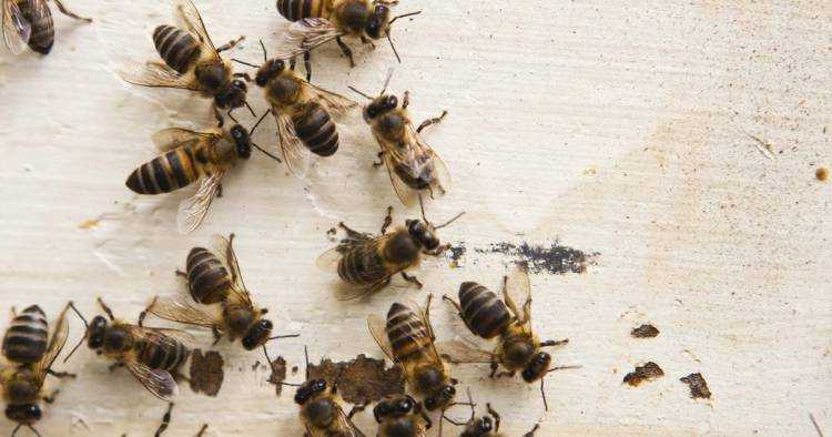 О нападении пчел на пчел, пчелиное воровство, что делать когда уже началось