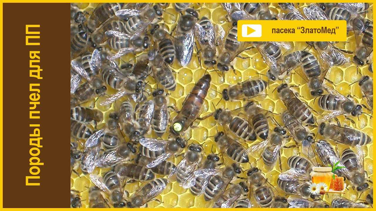 Промышленное пчеловодство - что необходимо? товары для пчеловодства. курсы пчеловодства