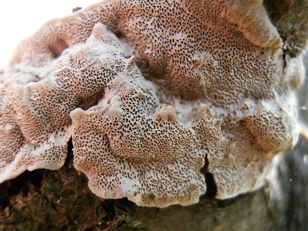 Съедобен ли Цериопорус мягкий. Как он выглядит и где чаще всего произрастает. Как отличить от других разновидностей грибов.