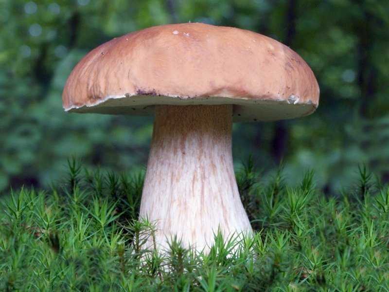 Желчный гриб - несъедобный гриб,описание отличие, свойства и отличие от белого гриба