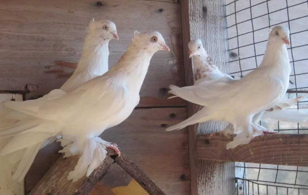 Описание породы андижанские голуби - агро эксперт